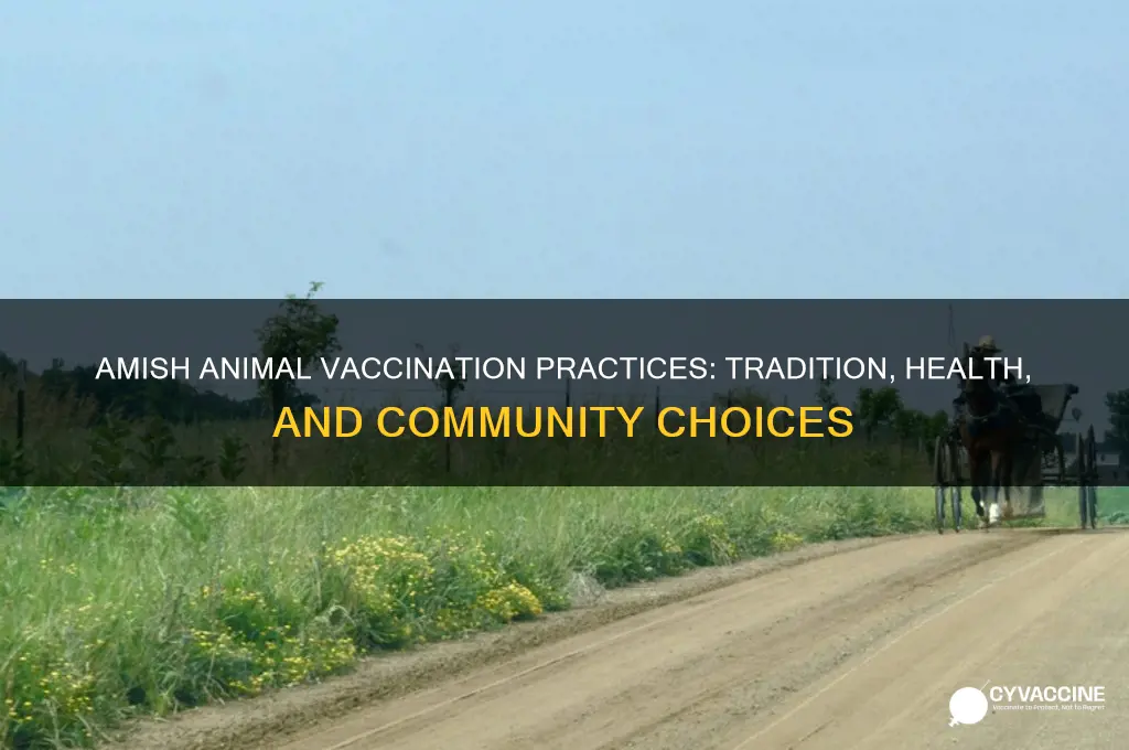 do the amish vaccinate their animals