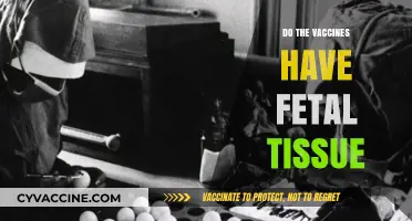 Vaccines and Fetal Tissue: Separating Fact from Fiction