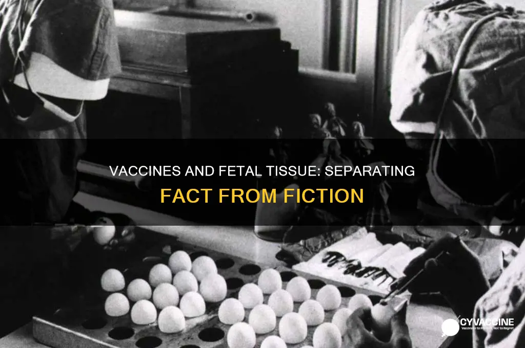do the vaccines have fetal tissue