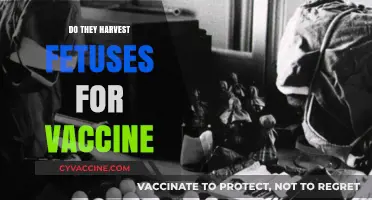 Debunking the Myth: Fetal Tissue Use in Vaccine Development Explained