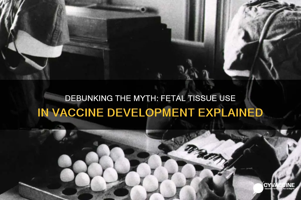 do they harvest fetuses for vaccine