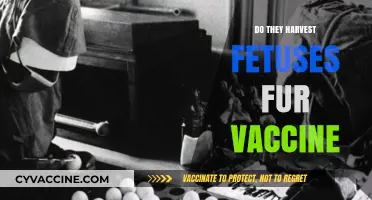 Debunking the Myth: Fetal Tissue in Vaccines Explained