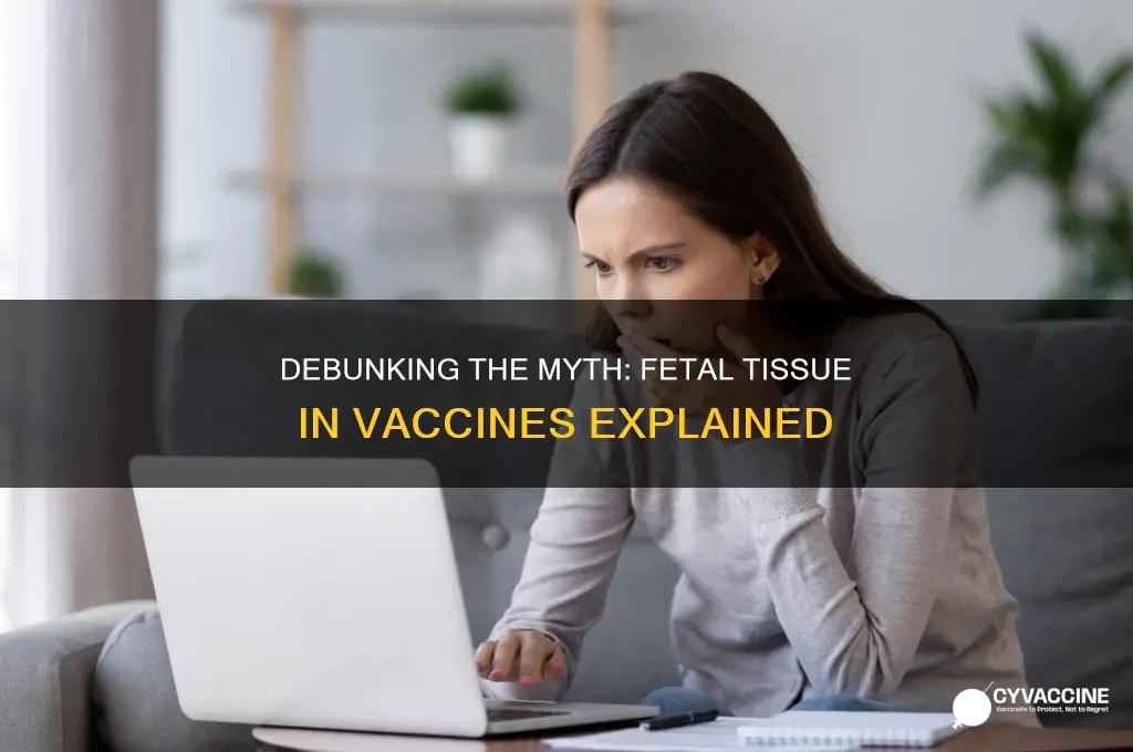 do they harvest fetuses fur vaccine