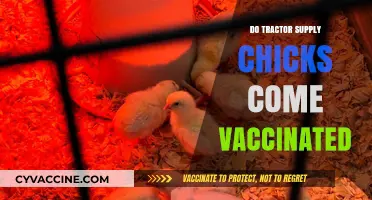 Are Tractor Supply Chicks Vaccinated? What Buyers Need to Know