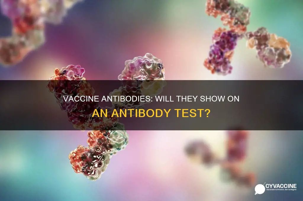 do vaccine antibodies show up on antibody test