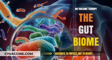 Vaccines and Gut Health: Exploring Potential Impacts on the Microbiome