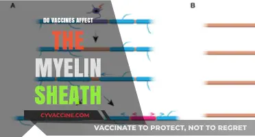 Vaccines and Myelin Sheath: Unraveling the Science Behind the Connection