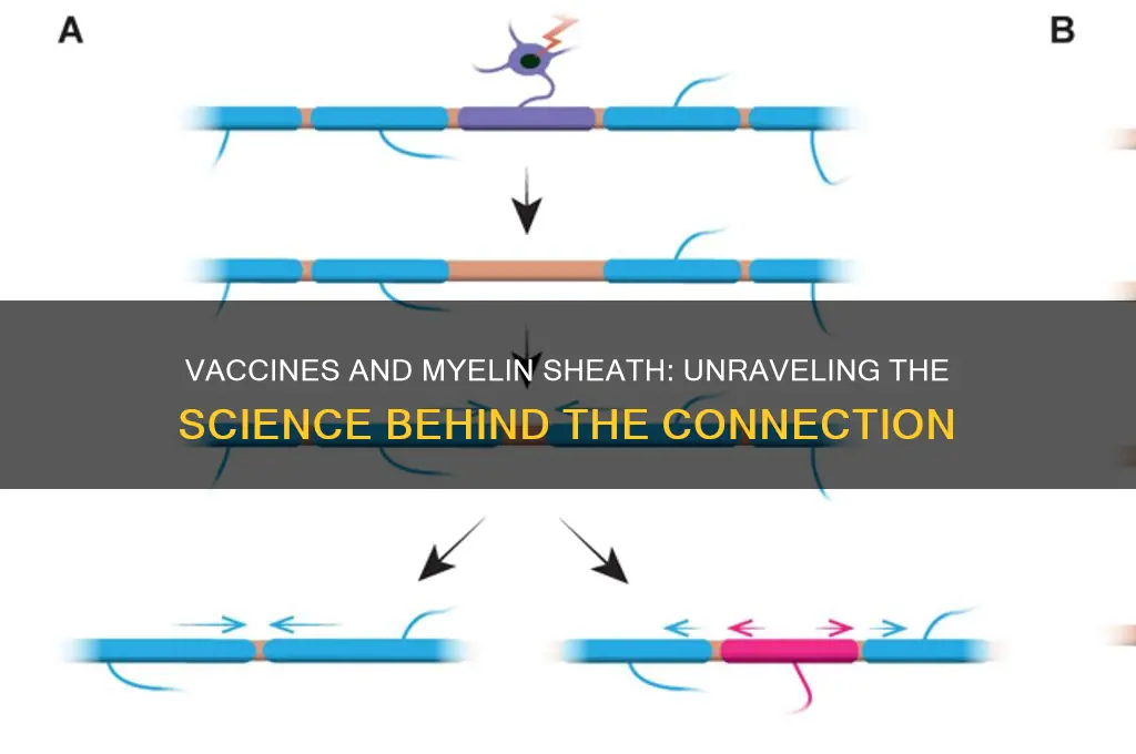 do vaccines affect the myelin sheath