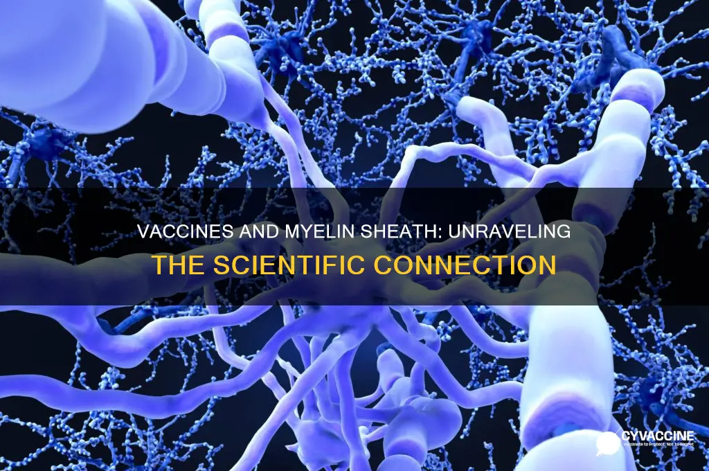 do vaccines affect the mylenin sheath