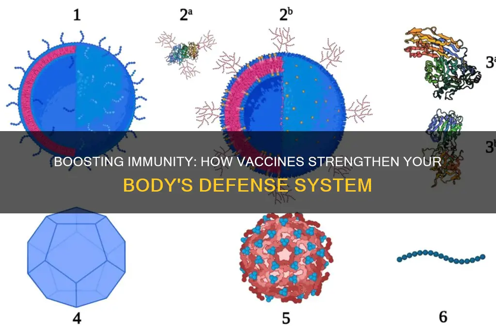 do vaccines build your immune system