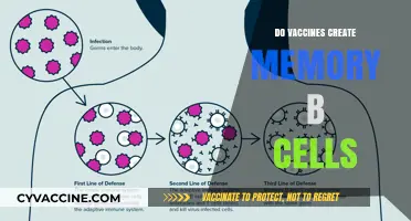 Do Vaccines Create Memory B Cells? Unraveling Immune System Secrets