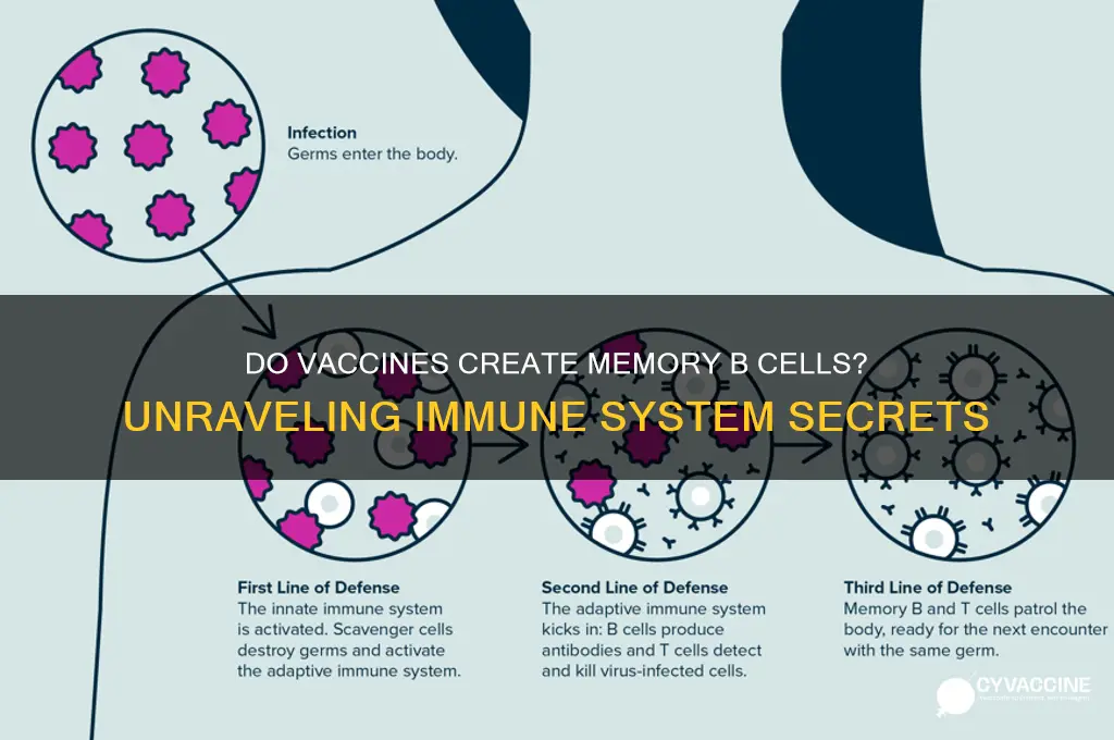 do vaccines create memory b cells