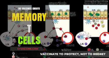 Do Vaccines Create Memory T Cells? Unraveling Immune System Secrets