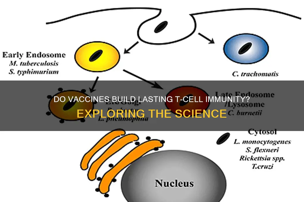 do vaccines create t cell immunity