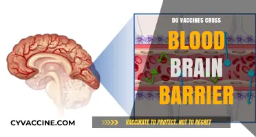 Vaccines and the Blood-Brain Barrier: Separating Fact from Fiction