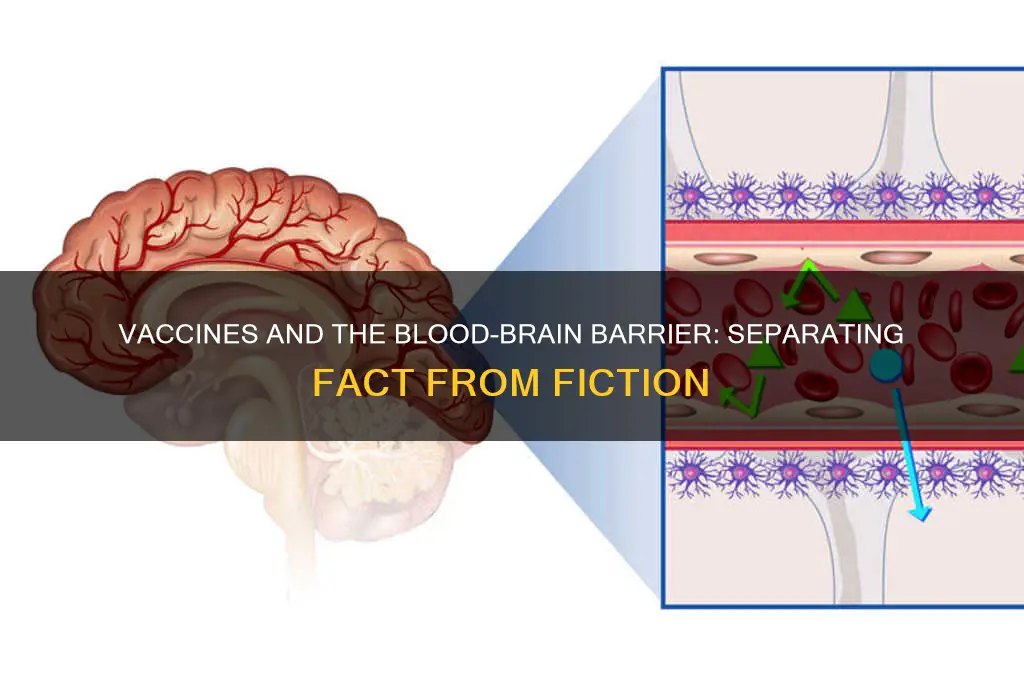 do vaccines cross blood brain barrier