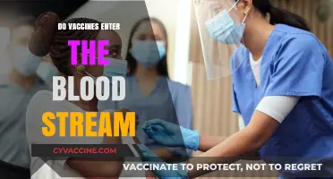 Do Vaccines Enter the Bloodstream? Understanding Vaccine Administration and Absorption
