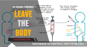 Do Vaccines Eventually Leave the Body? Understanding Vaccine Components and Their Fate