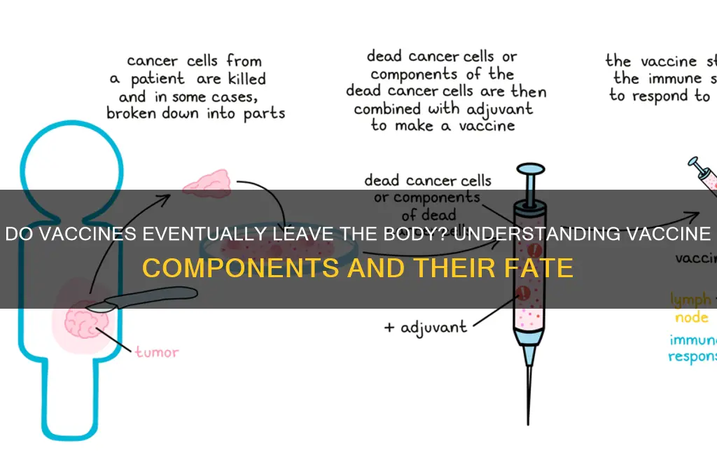 do vaccines eventually leave the body