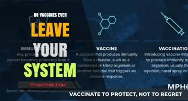 Do Vaccines Ever Leave Your System? Exploring Long-Term Immunity