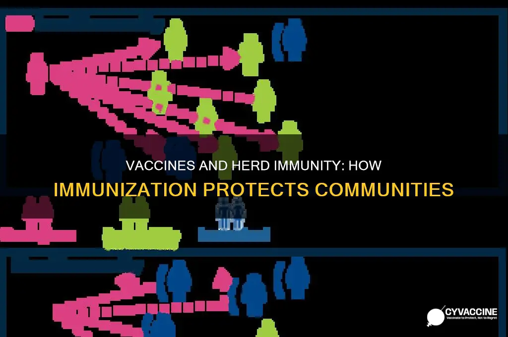 do vaccines help create herd immunity