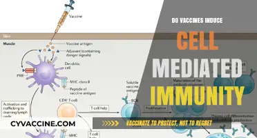 Do Vaccines Trigger Cell-Mediated Immunity? Exploring the Science Behind It