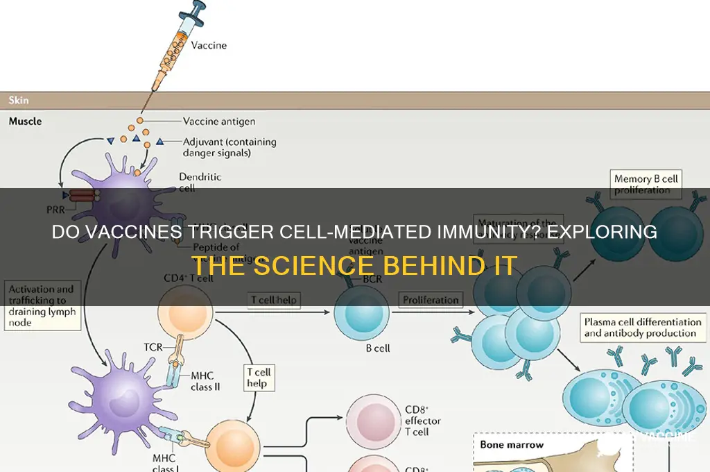 do vaccines induce cell mediated immunity
