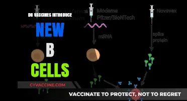 Do Vaccines Introduce New B Cells? Understanding Immune Response