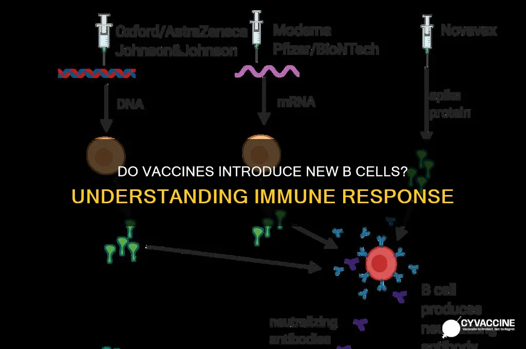 do vaccines introduce new b cells