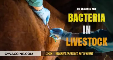 Do Vaccines Eliminate Bacterial Infections in Livestock? Exploring the Facts