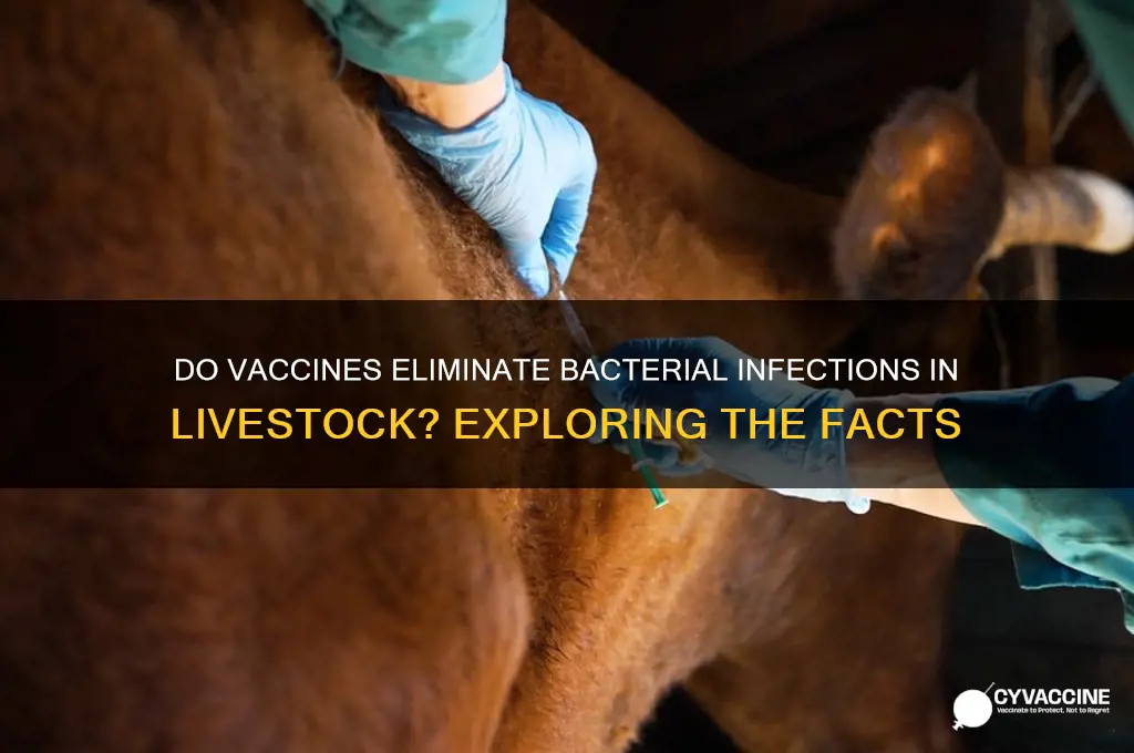 do vaccines kill bacteria in livestock