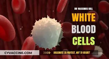 Do Vaccines Kill White Blood Cells? Separating Fact from Fiction