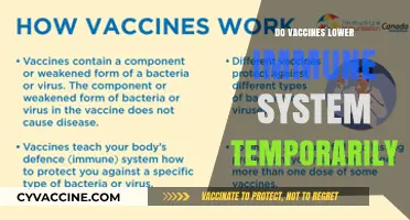 Do Vaccines Temporarily Weaken Immunity? Separating Fact from Fiction