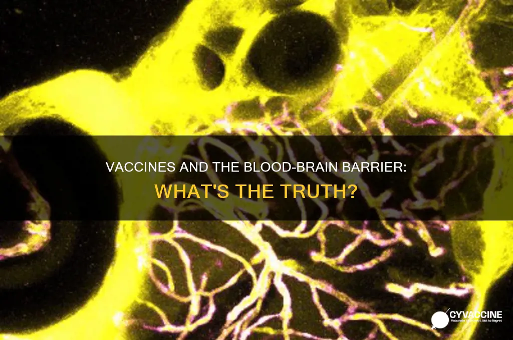 do vaccines pass through the blood brain barrier