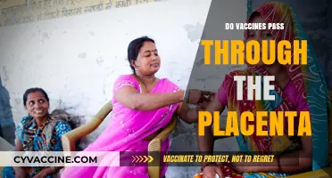 Can Vaccines Cross the Placenta? Exploring Maternal Immunization Safety