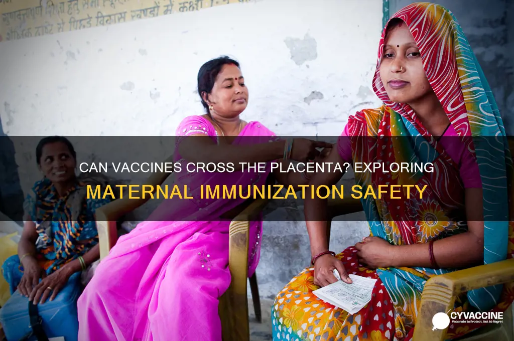 do vaccines pass through the placenta