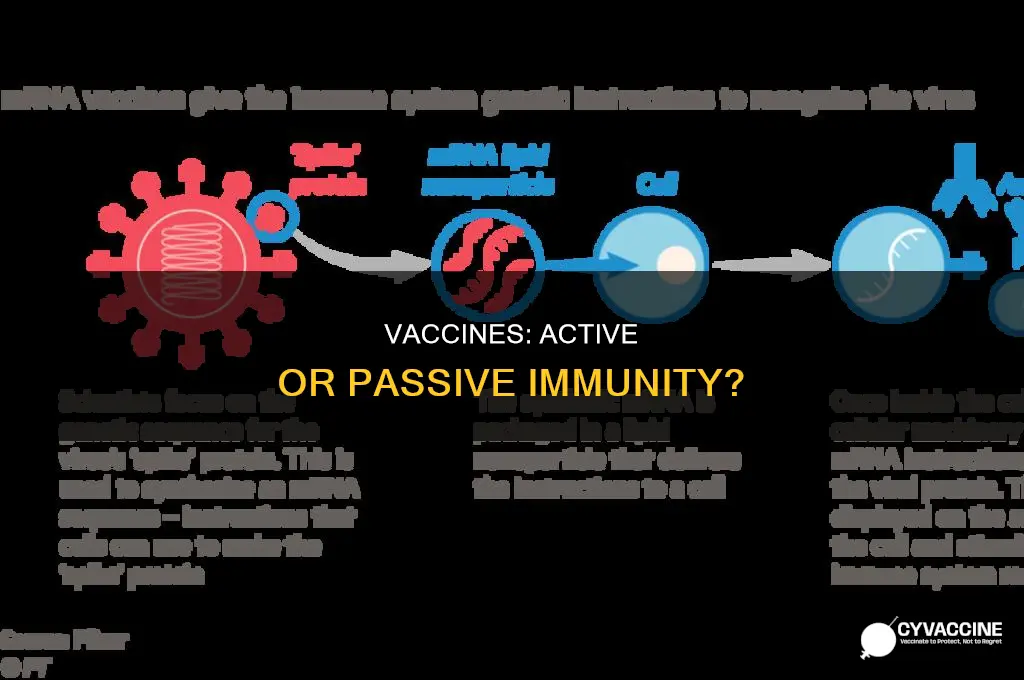 do vaccines produce active or passive humoral immunity