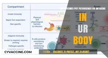 Vaccines: Pathogens, Antigens, and Your Body