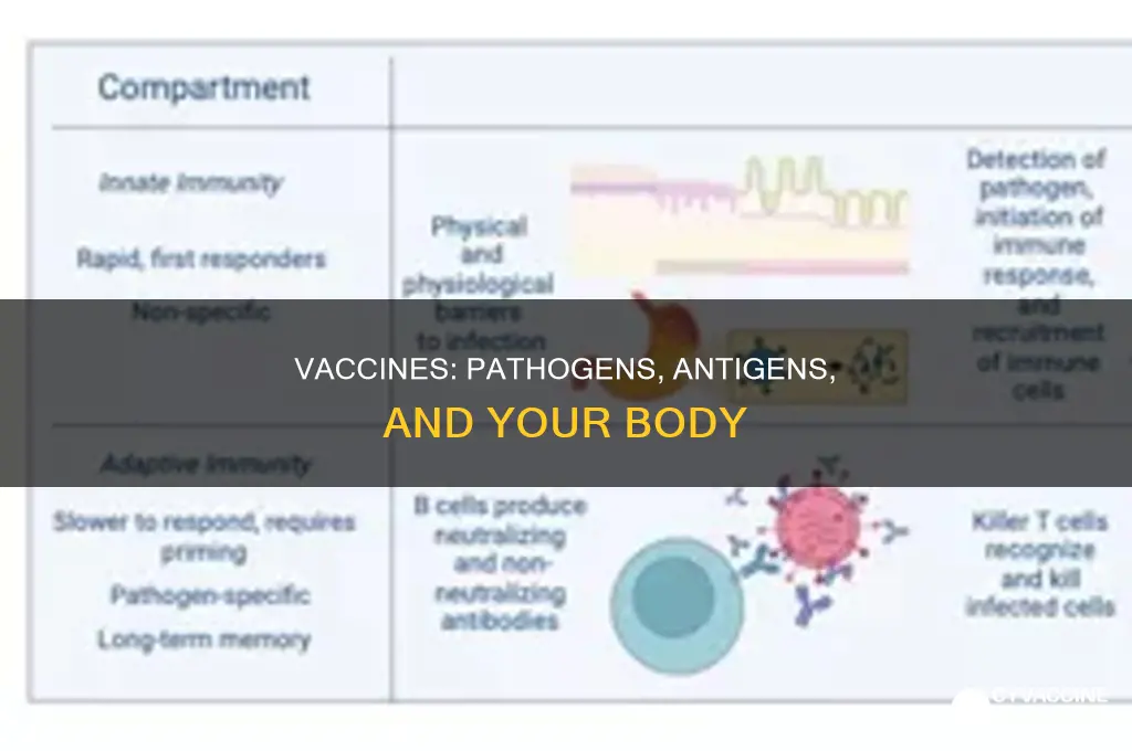 do vaccines put pathogenes or antigens in ur body
