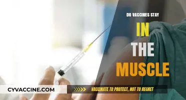 Do Vaccines Stay in the Muscle? Understanding Injection Absorption