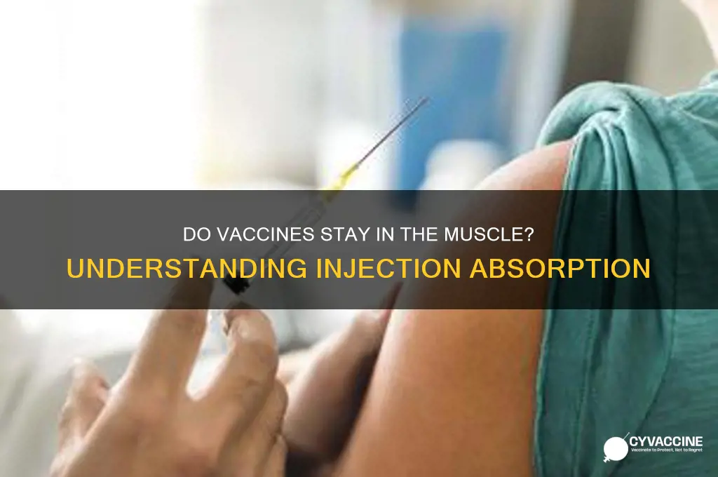 do vaccines stay in the muscle