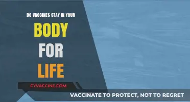 Vaccines: Do They Stay in Our Bodies Forever?