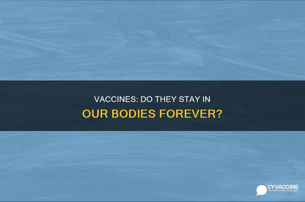 do vaccines stay in your body for life