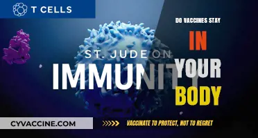 Do Vaccines Stay in Your Body? Understanding Their Long-Term Presence