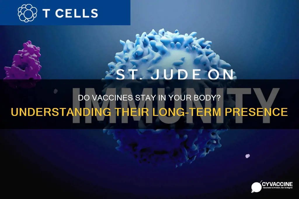 do vaccines stay in your body