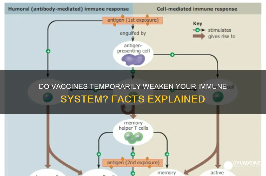 do vaccines temporarily weaken immune system