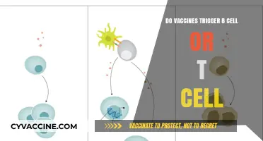 How Vaccines Activate Our B and T Cells