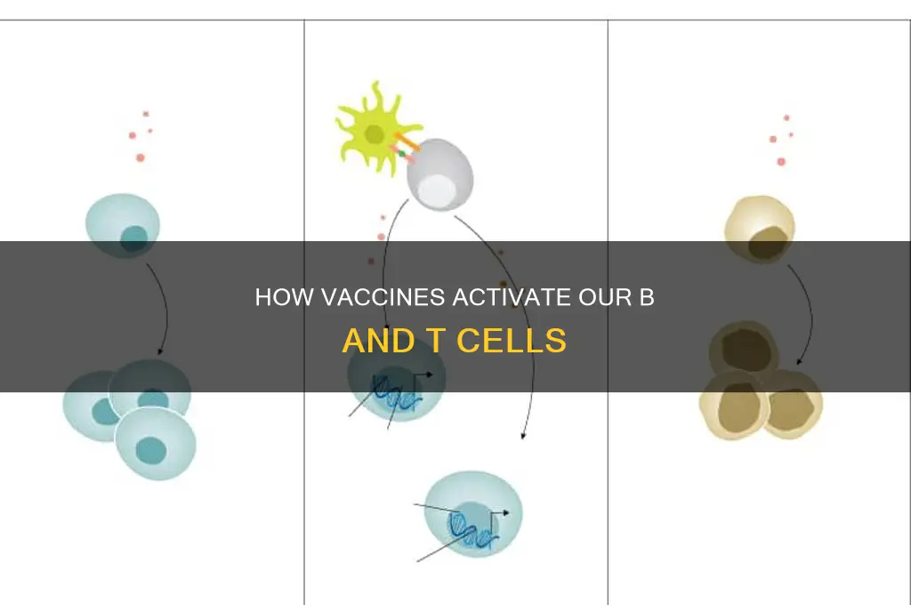 do vaccines trigger b cell or t cell