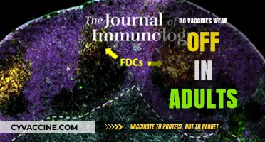 Do Vaccines Wear Off? Understanding Immunity in Adults Over Time