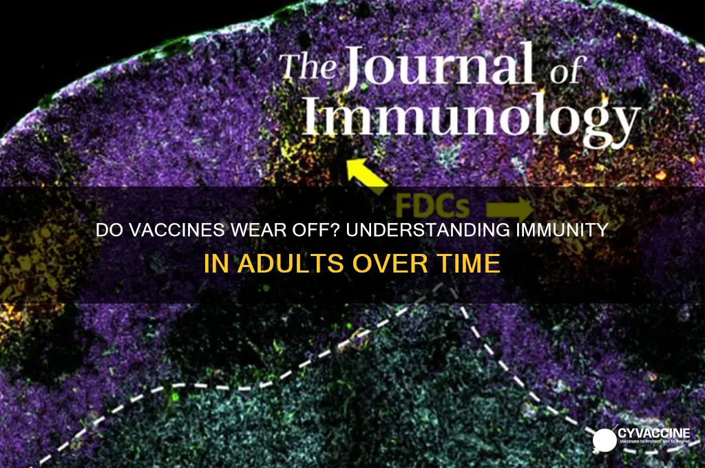 do vaccines wear off in adults